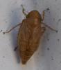 Streptanus sp.